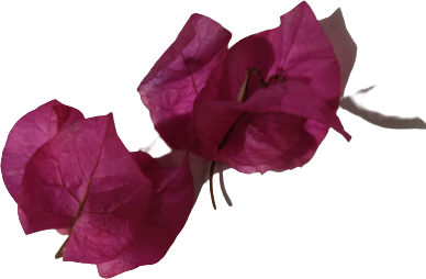 Bougainvillea Flower Petals